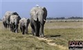 6661 Amboseli elepantparade JF.jpg