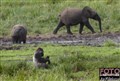 6681 gorilla elephant.jpg