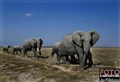 9470 elephants .jpg