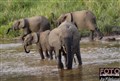 Forest elephants 2.jpg