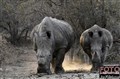 white_rhinos_Jan_Fleischmann .jpg