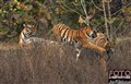 4424 Tadoba Teliatigers JF.jpg