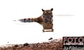 5386 Tadoba Telia tiger in water JF.jpg