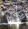 5928 Tadoba Telia tigers JF.jpg