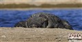 6360 muggercroc in Jawai Dam JF.jpg