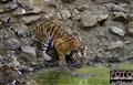 Bengal tigress_Jan_Fleischmann.jpg