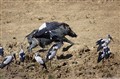 0088 warthog and storch_JF.jpg