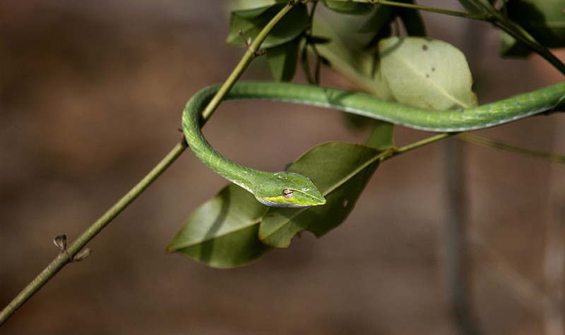 Wine Snake