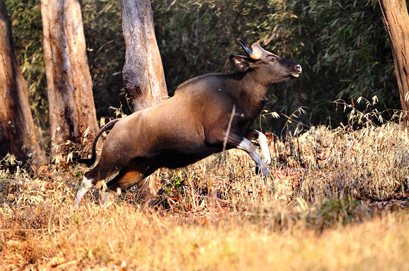 http://www.janwildlifephoto.com/files/9221_jumping_gaur_JF.jpg