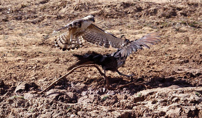 Hawk Attack