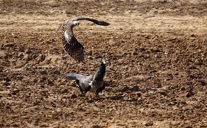 Hawk Attack